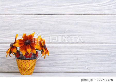 Rudbeckia beautiful flowers in a yellow vase Rudbeckia beautiful flowers in a yellow vase 22243370