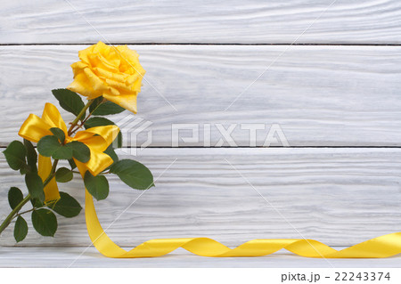 Yellow rose with a beautiful bow and a gold ribbon Yellow rose with a beautiful bow and a gold ribbon 22243374