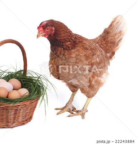 Surprised beautiful brown chicken near the basket Surprised beautiful brown chicken near the basket 22243884