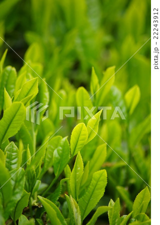 茶葉 茶葉 22243912