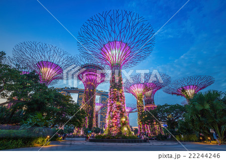 Night view of The Supertree Grove . 22244246