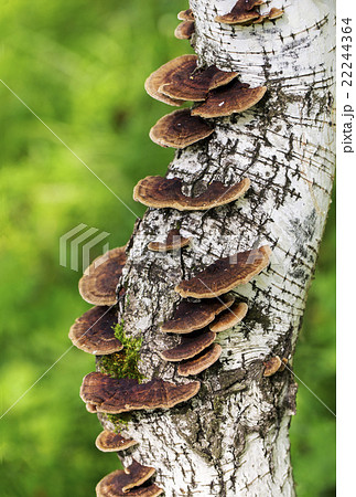 Mushrooms on the white background Mushrooms on the white background 22244364