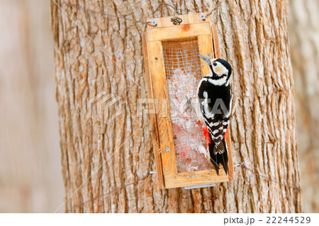 アカゲラ Great Spotted Woodpecker 22244529