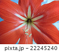 Red flower gippeastrum. 22245240