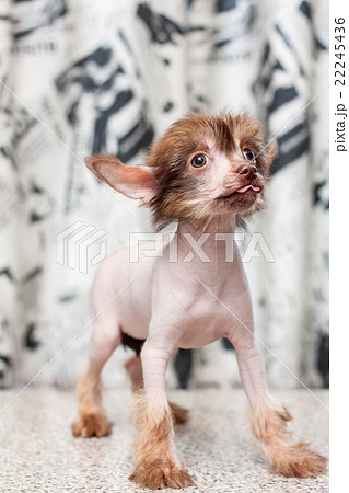 Chinese Crested pappy 22245436