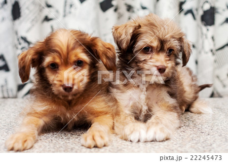 Chinese Crested pappy Chinese Crested pappy 22245473