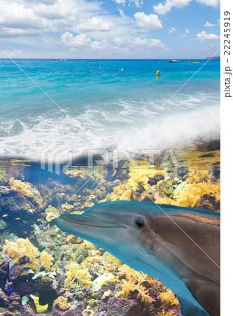 Seascape with Dolphins Seascape with Dolphins 22245919