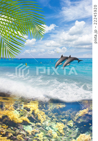 Seascape with Dolphins Seascape with Dolphins 22245920