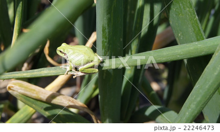 あまがえる 22246473