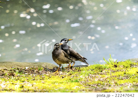ムクドリのカップル 22247042
