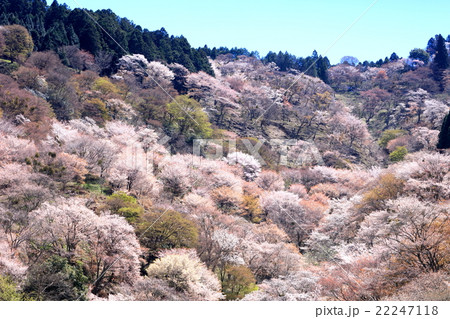 奈良吉野山桜 22247118