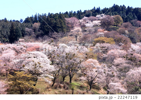 奈良吉野山桜 奈良吉野山桜 22247119