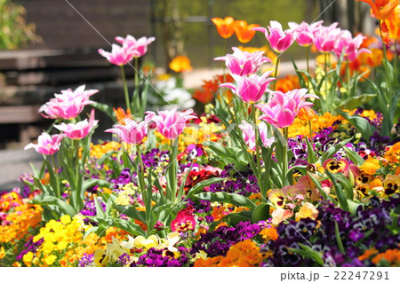 春の花壇 チューリップの花の写真素材