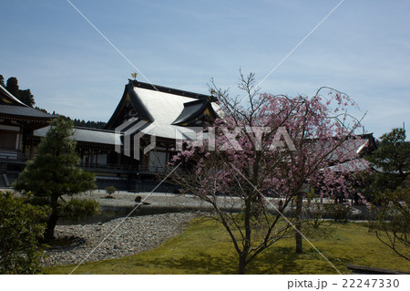 倶利伽羅不動尊のしだれ桜 倶利伽羅不動尊のしだれ桜 22247330
