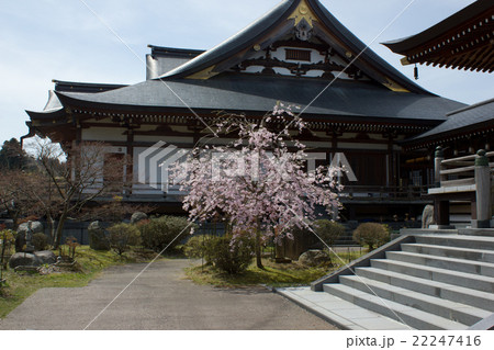 倶利伽羅不動尊の桜 倶利伽羅不動尊の桜 22247416