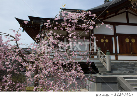 倶利伽羅不動尊の桜 22247417