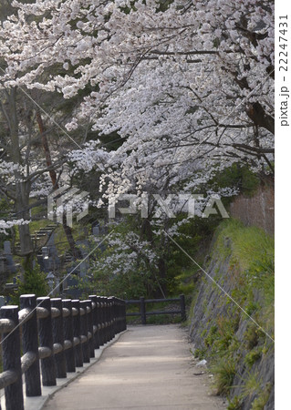 長野善光寺雲上殿の参道 長野善光寺雲上殿の参道 22247431