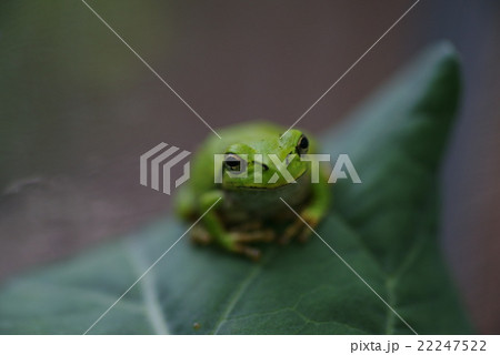 アマガエル 22247522