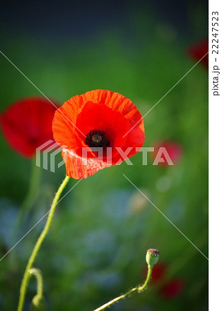 ヒナゲシの花 22247523