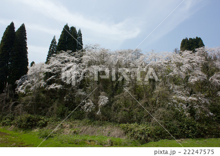 森林公園の桜 22247575