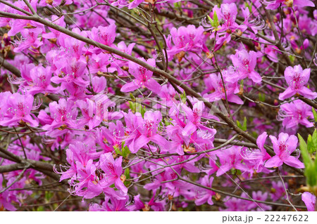 コバノミツバツツジ コバノミツバツツジ 22247622