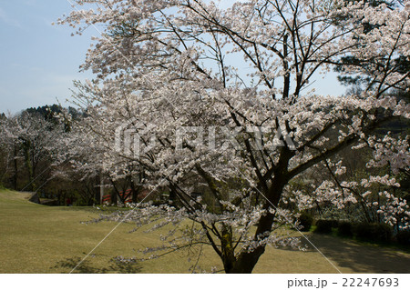 森林公園の桜 22247693