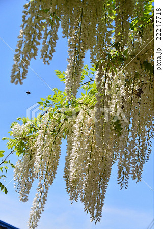 白い藤の花 白い藤の花 22247718