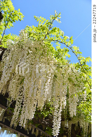 白い藤の花 白い藤の花 22247719