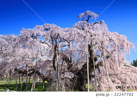 三春滝桜 三春滝桜 22247792