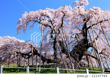 三春滝桜 22247794