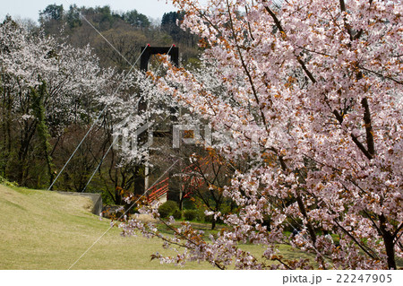 森林公園の桜 22247905
