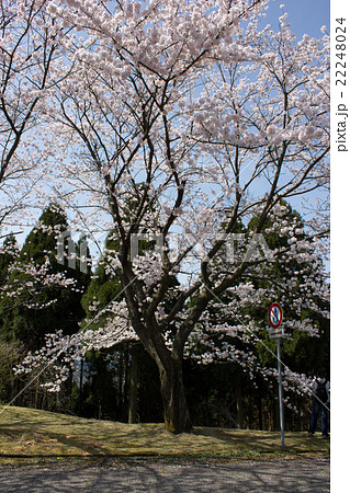森林公園の桜 22248024