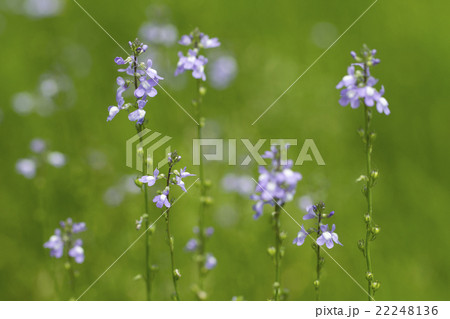 マツバウンラン 22248136