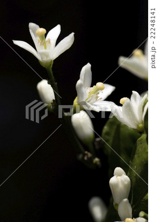ミカンの花 22248141