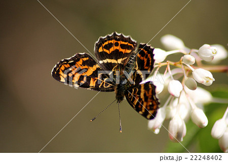 サカハチチョウ 22248402