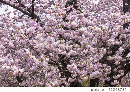 松前公園の桜の花 22248782