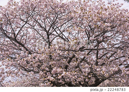 松前公園の桜の花 松前公園の桜の花 22248783