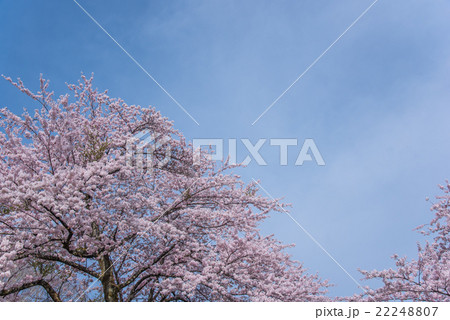 青空に輝く荘川桜 22248807