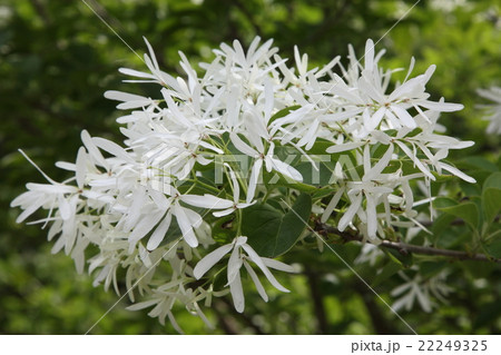 ひとつばたごの花の写真素材