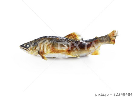 鮎の塩焼き 鮎の塩焼き 22249484