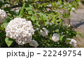 ニオイガマズミ　ぐんまフラワーパークにて 22249754