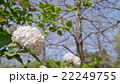 ニオイガマズミ　ぐんまフラワーパークにて 22249755