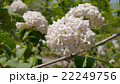 ニオイガマズミ　ぐんまフラワーパークにて 22249756
