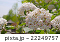ニオイガマズミ　ぐんまフラワーパークにて 22249757