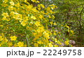 ヤマブキ　ぐんまフラワーパークにて 22249758