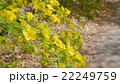 ヤマブキ　ぐんまフラワーパークにて 22249759
