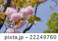 ぐんまフラワーパークに咲くサクラ 22249760