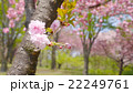 ぐんまフラワーパークに咲くサクラ 22249761
