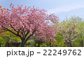 ぐんまフラワーパークに咲くサクラ 22249762