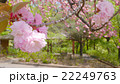 ぐんまフラワーパークに咲くサクラ 22249763